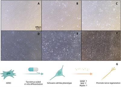 Tacrolimus-Induced Neurotrophic Differentiation of Adipose-Derived Stem Cells as Novel Therapeutic Method for Peripheral Nerve Injury